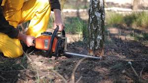  , NM Tree Services Pros